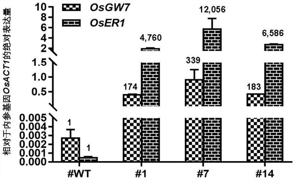 Method for enhancing Cas9 and Cas9 derived protein mediated gene manipulation system and application