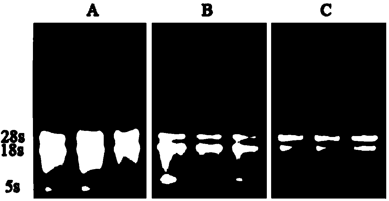 Extraction method of grape peel RNA (ribonucleic acid)