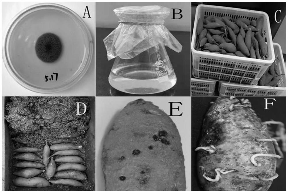 A method for non-destructive inoculation of black spot fungus in sweet potato pieces