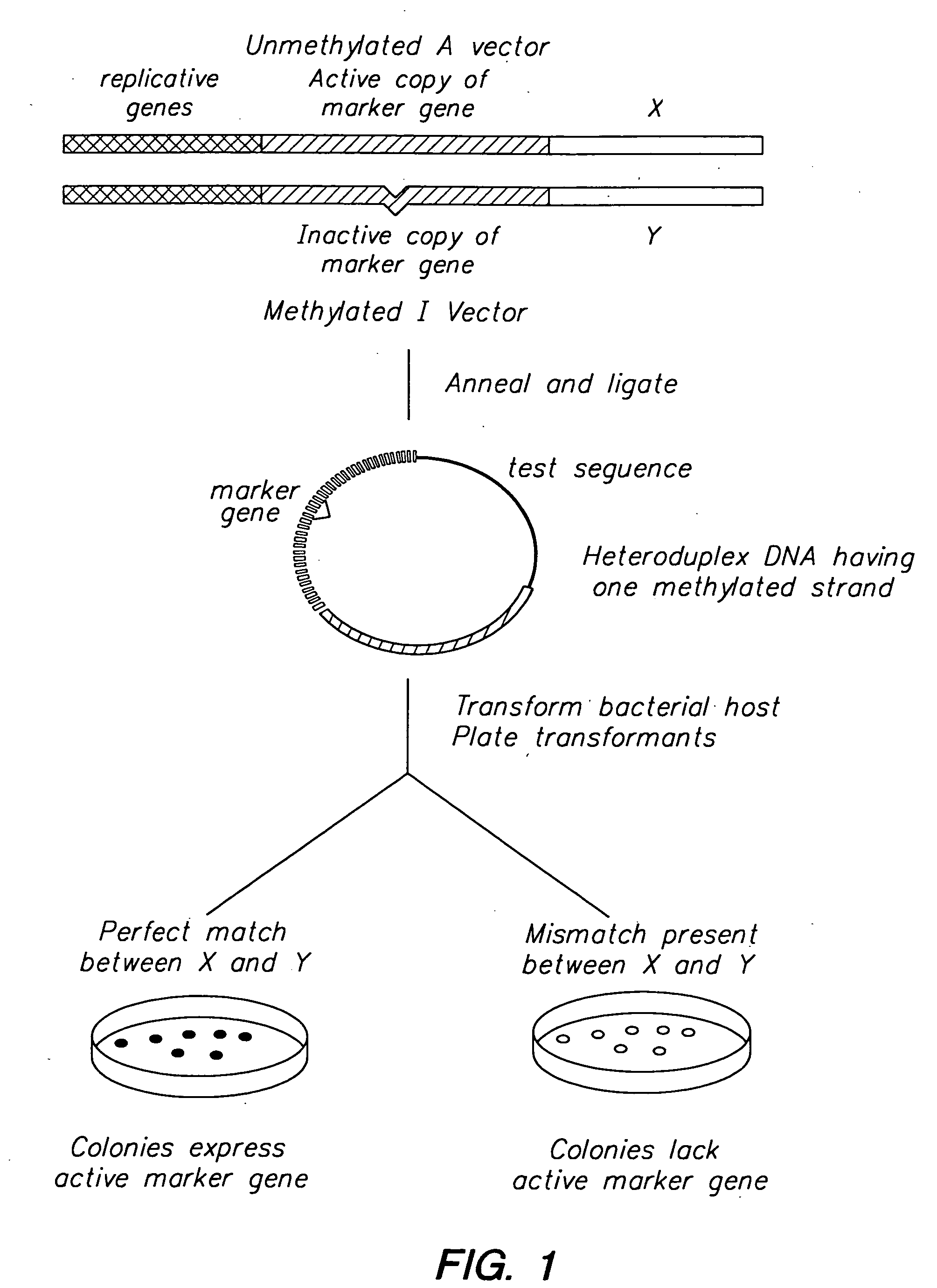 Mismatch repair detection