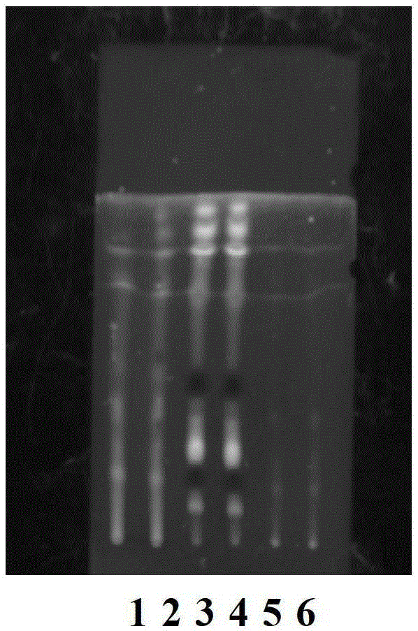 A kind of Shashen Maidongtang formula granule and preparation method and detection method thereof