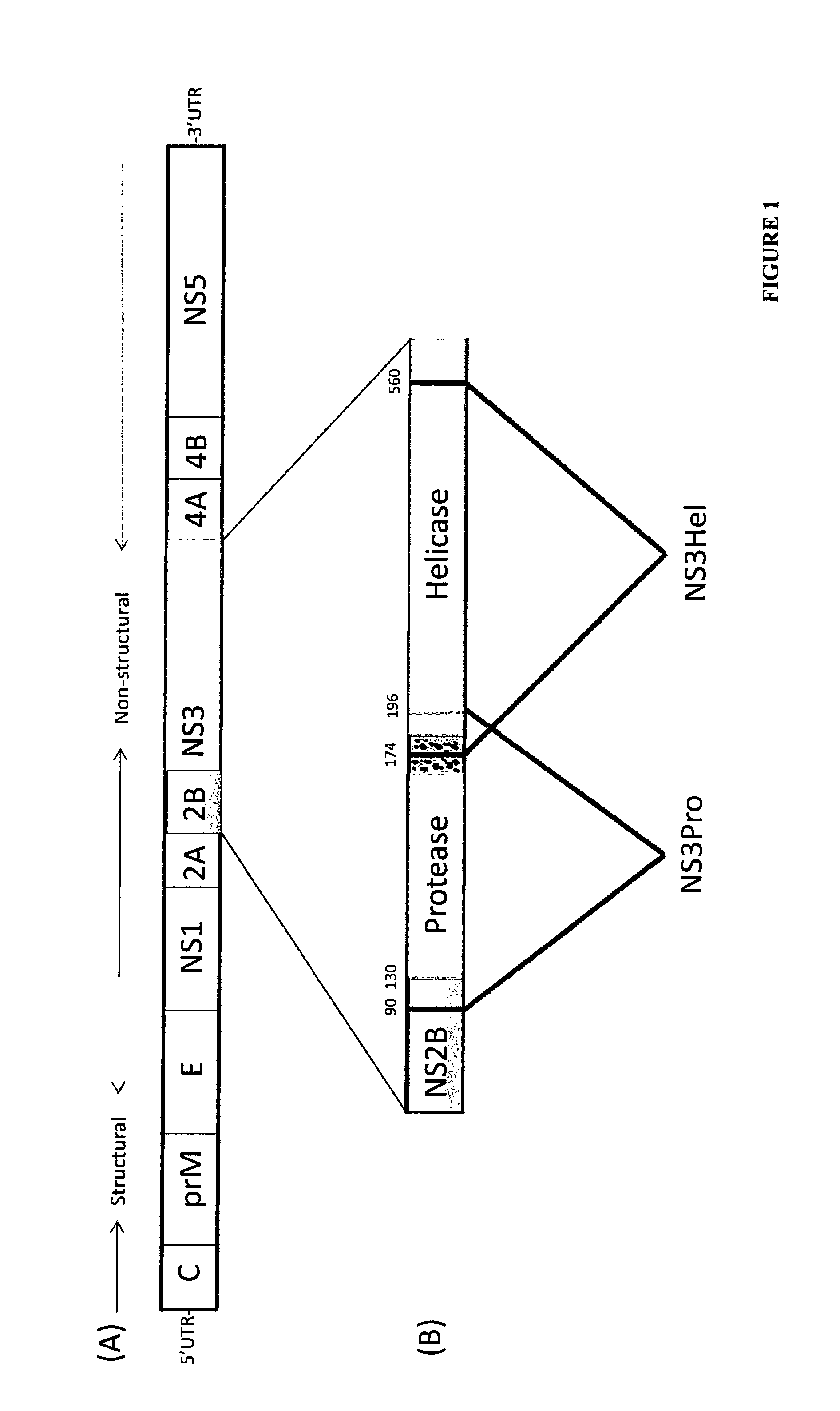 Immune Enhancing Recombinant Dengue Protein