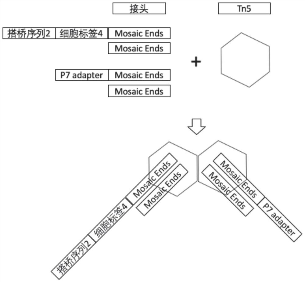 Ultrahigh-flux single-cell chromatin transposase accessibility sequencing method