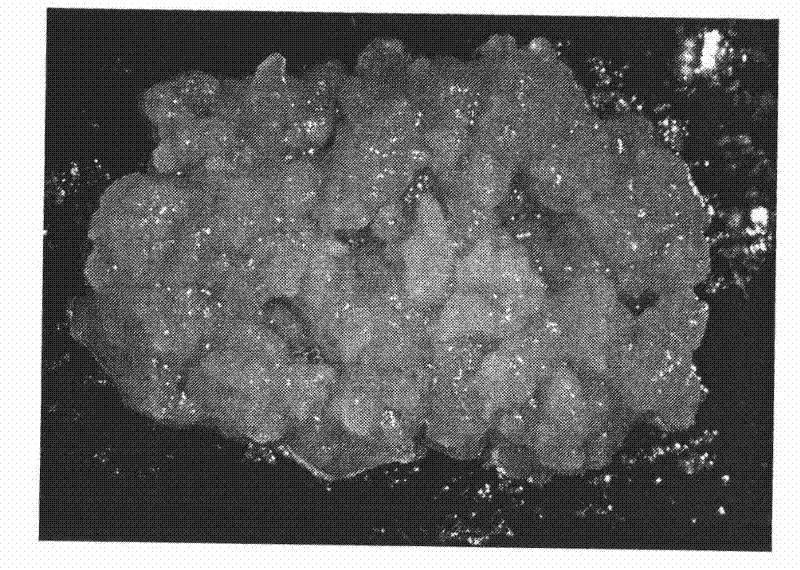 High-frequency somatic embryo regeneration culture method for overcoming alfalfa variety genotype limitation