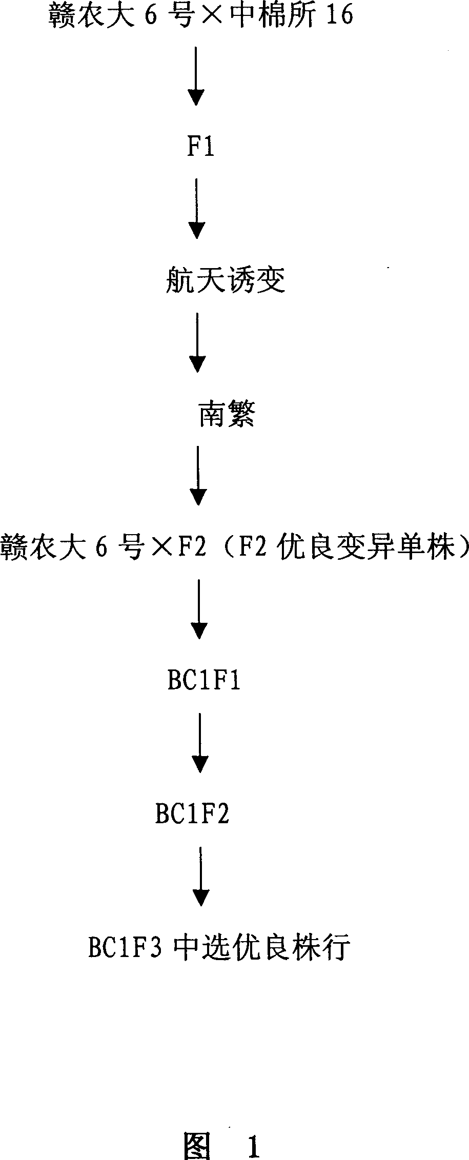 Comprehensive improvement and breeding method of cotton based on space mutagenesis as main body