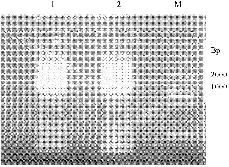 Reagent kit for detecting antiuninuclear cell proliferation Listeria bacteria by colloidal gold Hly gene monoclonal antibodies