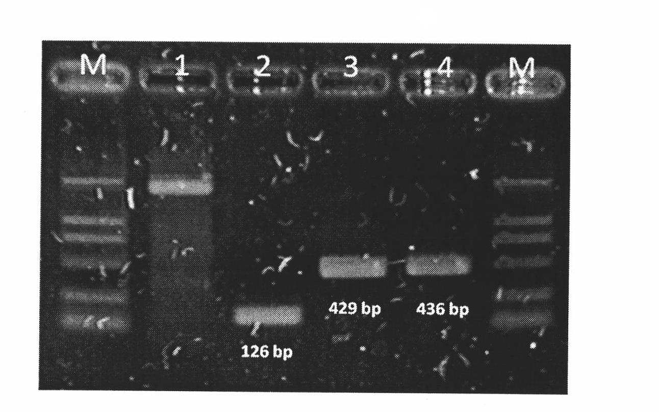 Replacement method of influenza A Virus antigenic determinant