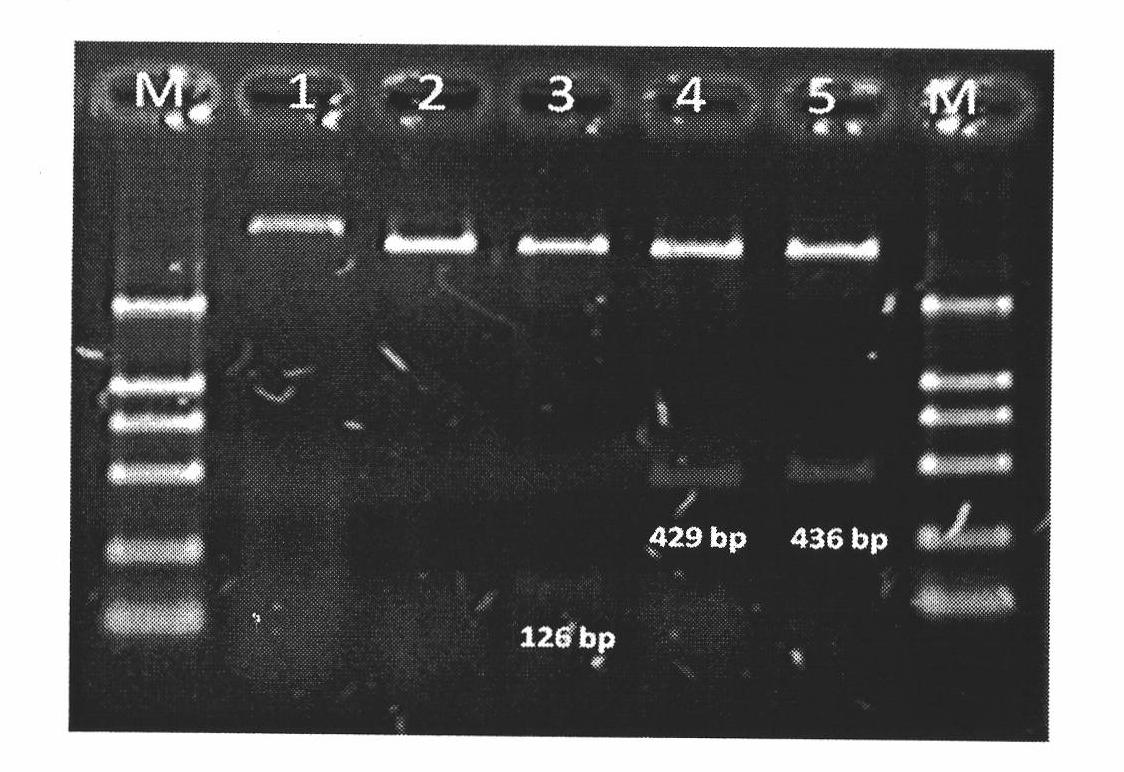 Replacement method of influenza A Virus antigenic determinant