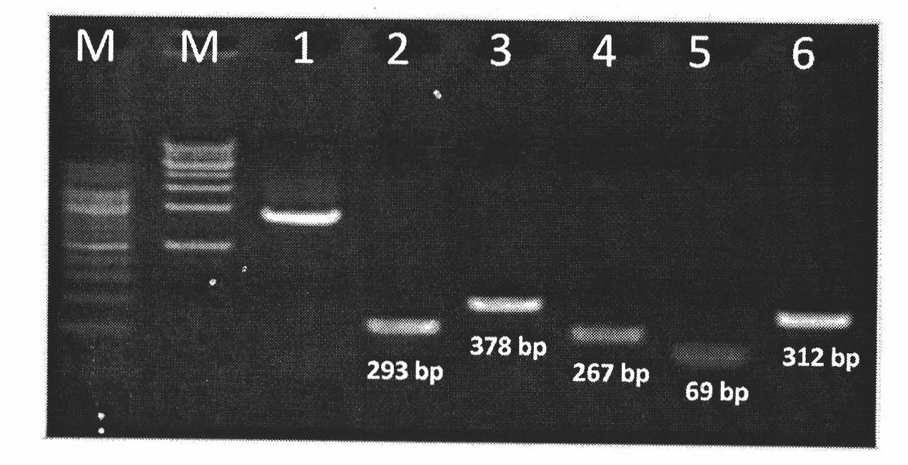 Replacement method of influenza A Virus antigenic determinant