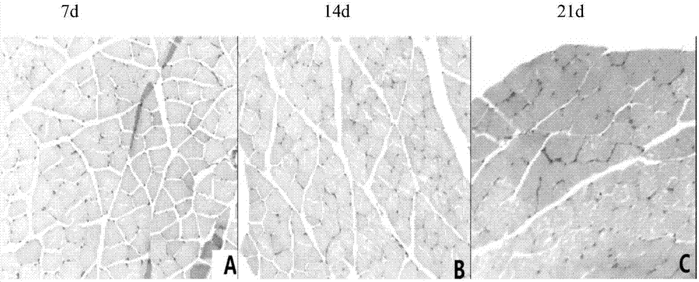 Medical application of catalpol and radix astragali extracting solution