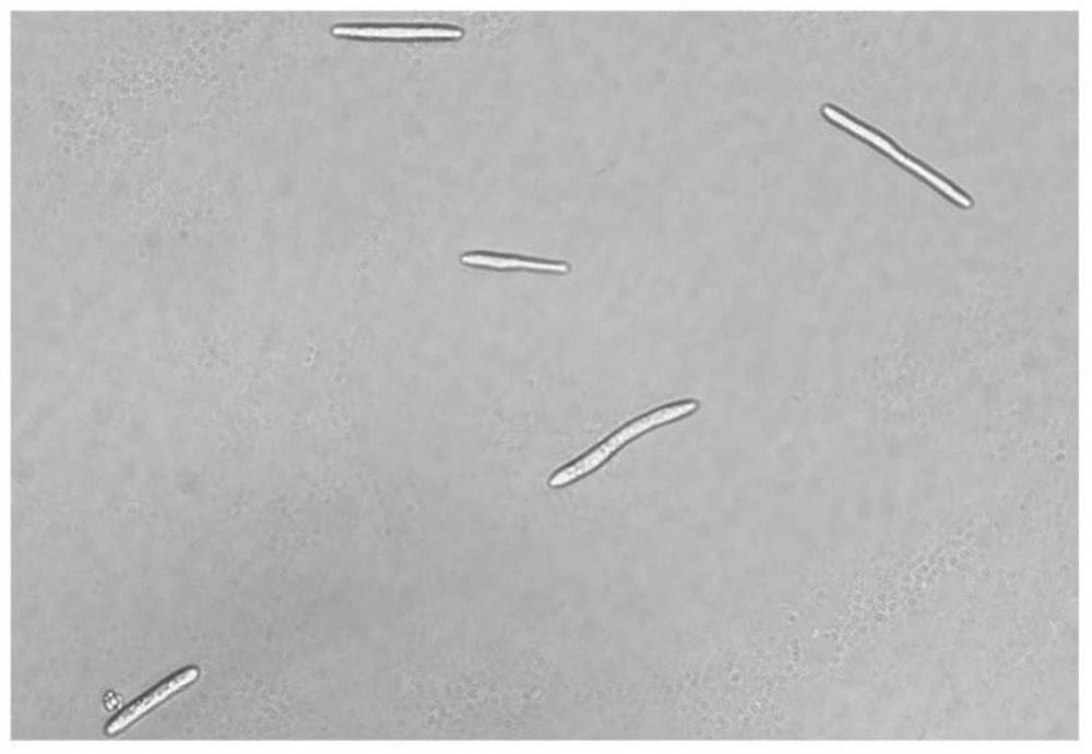 A Chinese Mortierella hirsutella sinensis transformed bacterial strain expressing green fluorescent protein and its preparation method