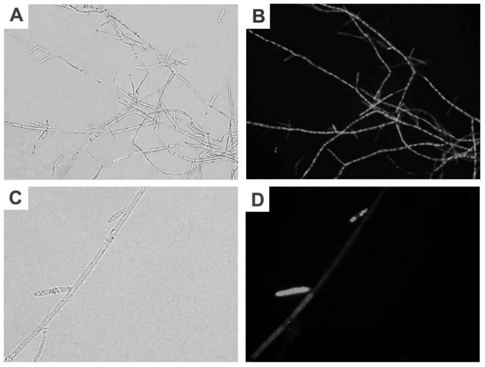 A Chinese Mortierella hirsutella sinensis transformed bacterial strain expressing green fluorescent protein and its preparation method