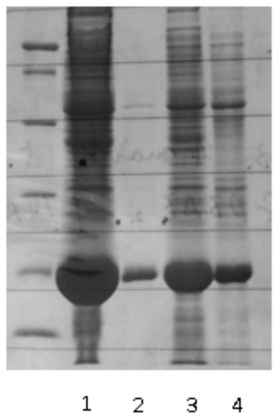 A kind of recombinant lysozyme antibacterial peptide fusion protein and its preparation method and application