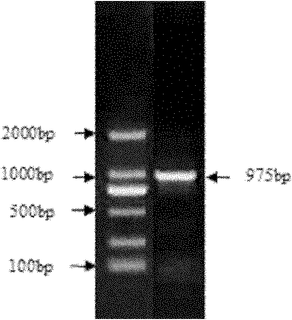 Riemerella anatipestifer-escherichia coli outer membrane protein bivalent vaccine and preparation method thereof