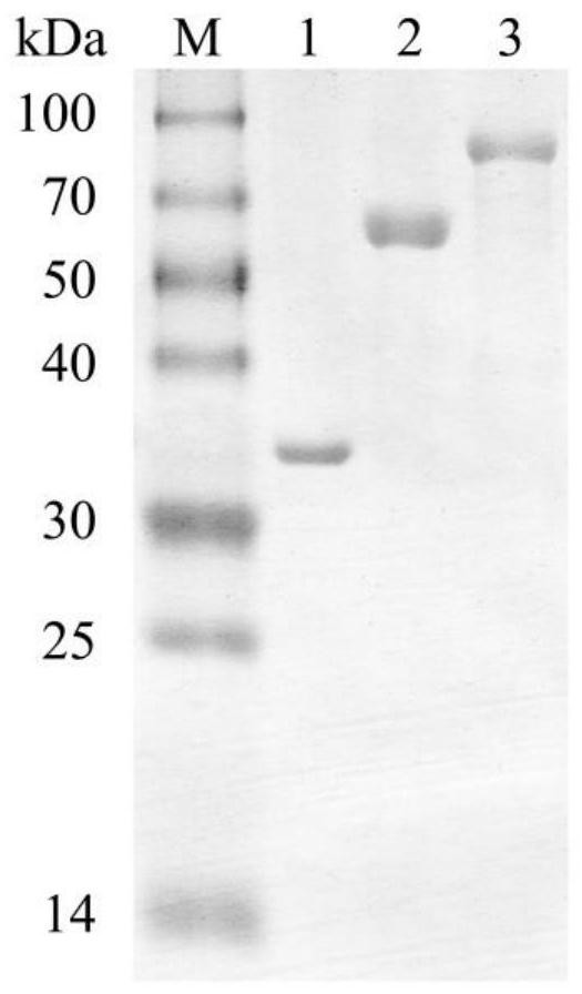 Fusion chitinase capable of efficiently degrading alpha-chitin and related biological material and application thereof