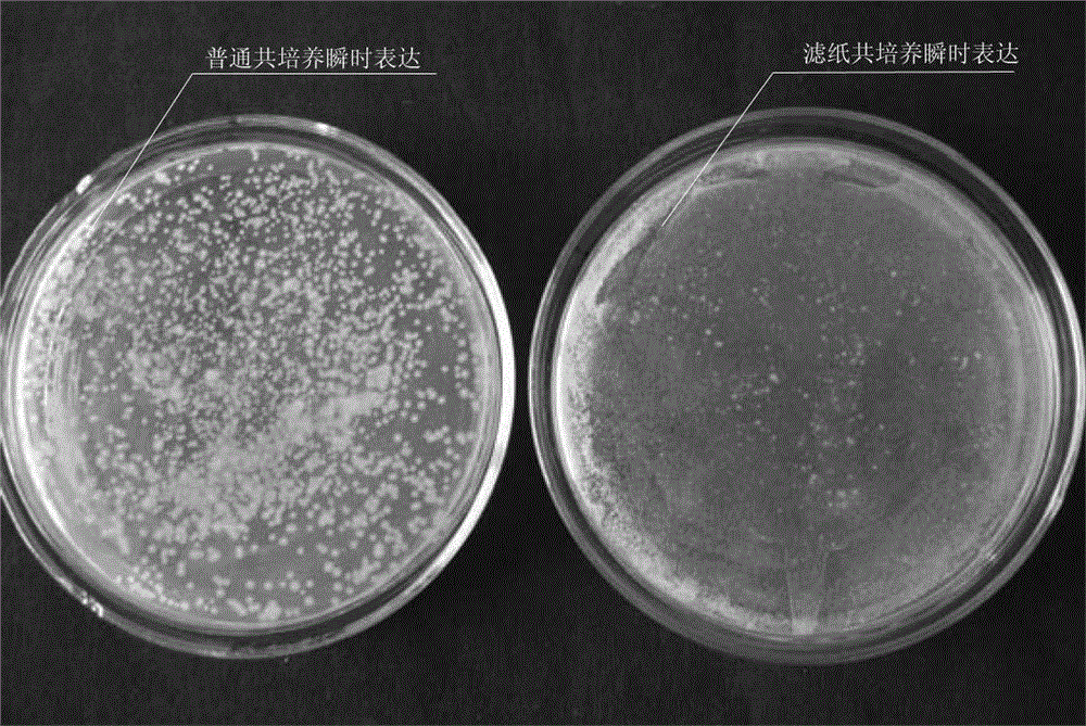 Agrobacterium tumefaciens mediated explants genetic transformation method