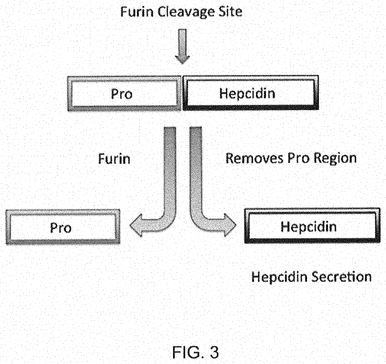 Compositions and methods for treating iron overload