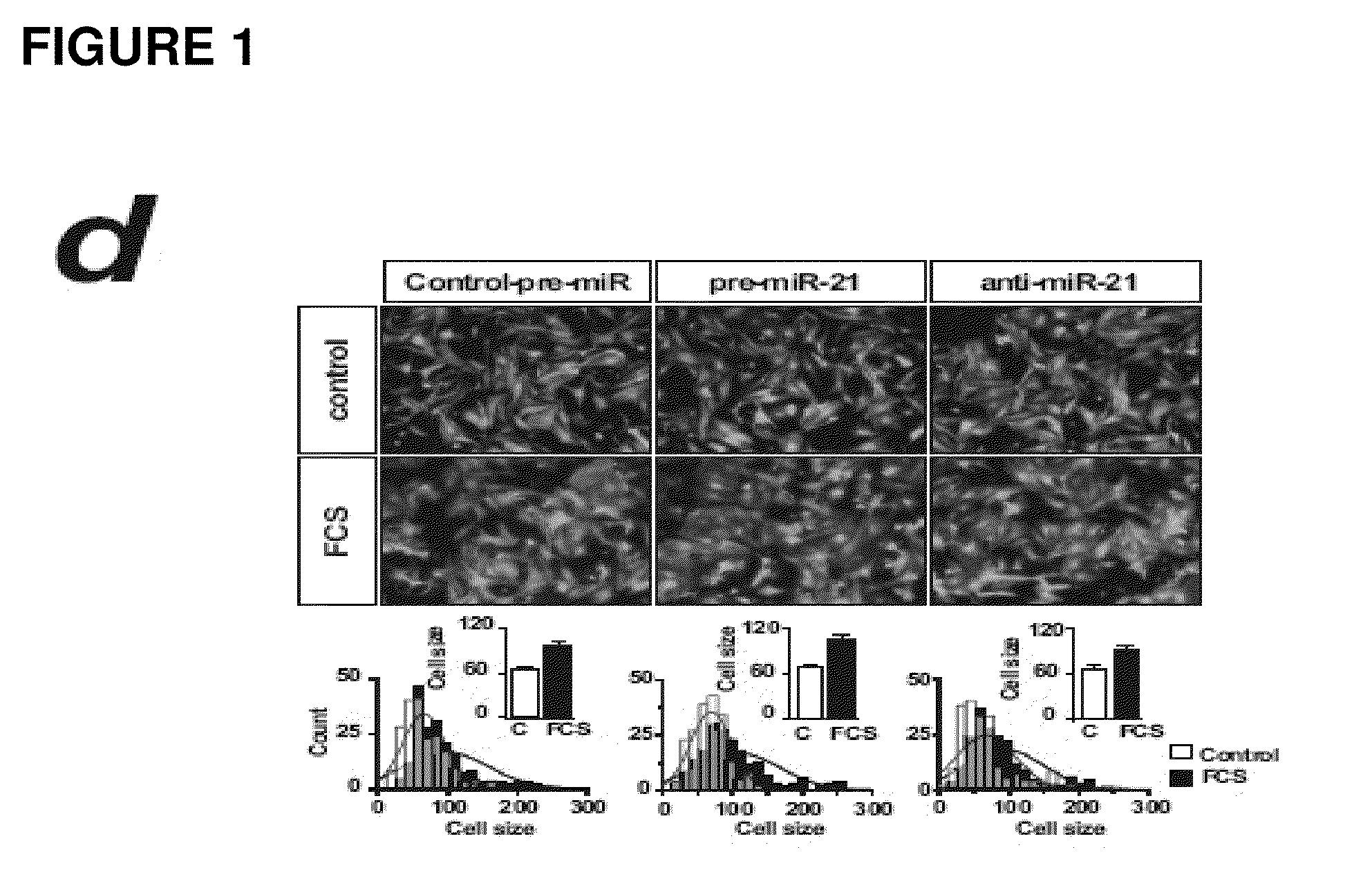 MicroRNA (miRNA) and downstream targets for diagnostic and therapeutic purposes