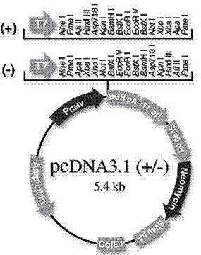 siRNA (small interfering RNA) for inhibiting expression of porcine Somatostatin receptor 2