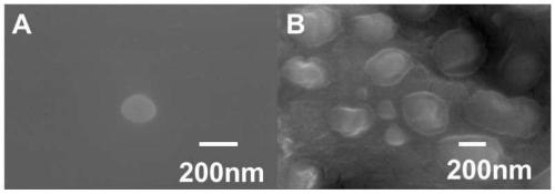 Enzyme-polymer complex capable of decontaminating nerve agents and preparation method and applications thereof