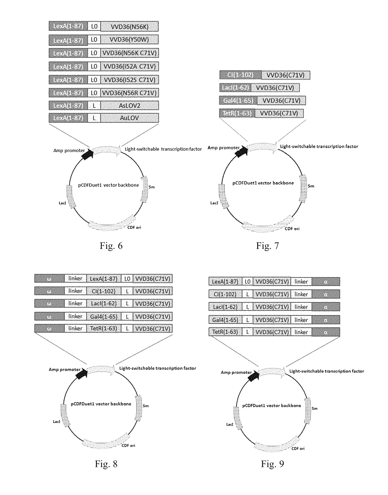 Light-switchable gene expression system and the methods for controlling gene expression in prokaryotic bacterium