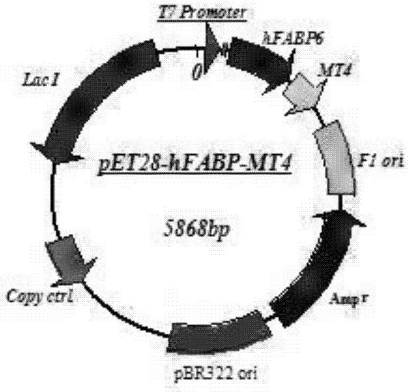 Human metallothionein-4 fusion protein expression vector