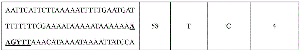 Molecular identification method of peanut hybrid