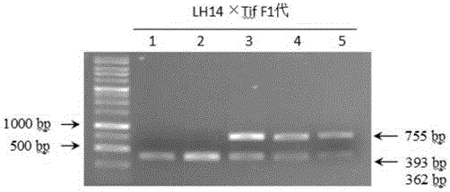 Molecular identification method of peanut hybrid