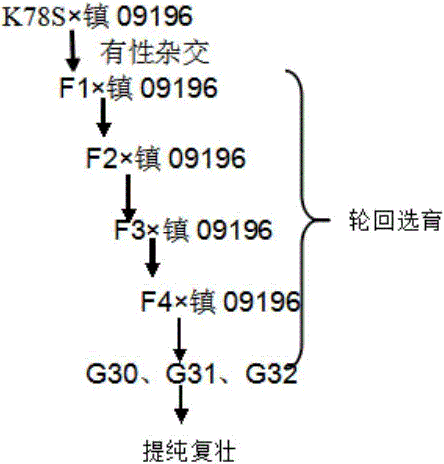 Wheat temperature-light-sensitive sterile line trans-breeding method