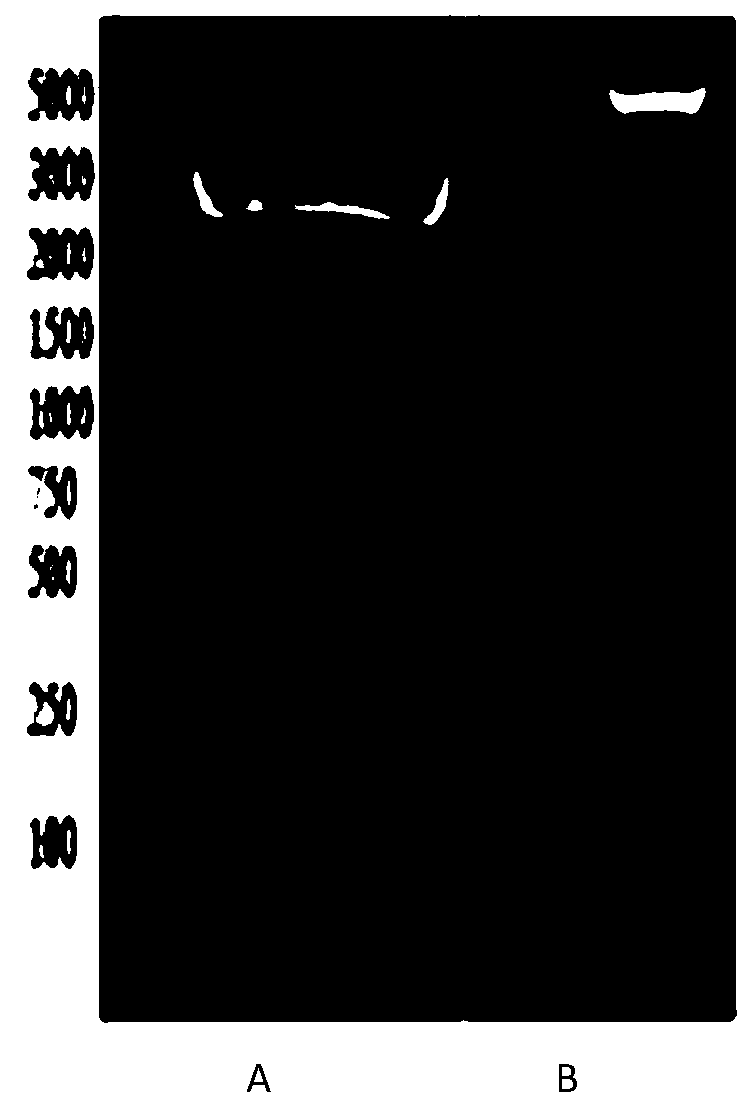 Haemonchus contortus recombinant ARF1 protein nanometer subunit vaccine and application thereof