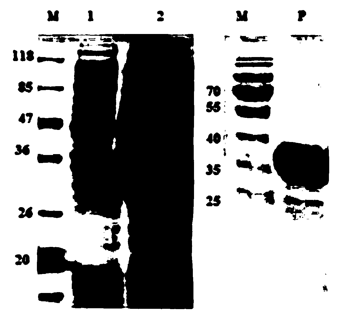 Haemonchus contortus recombinant ARF1 protein nanometer subunit vaccine and application thereof