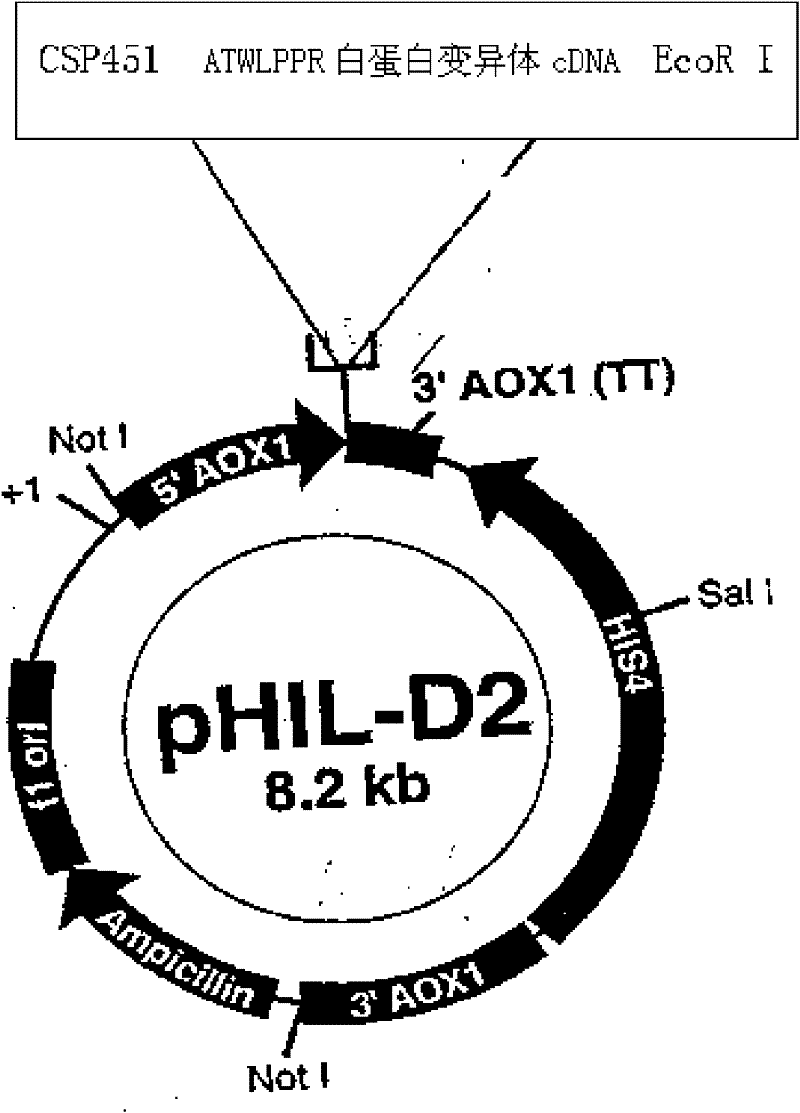 Albumin variant having anti-angiogenesis activity and preparation method thereof