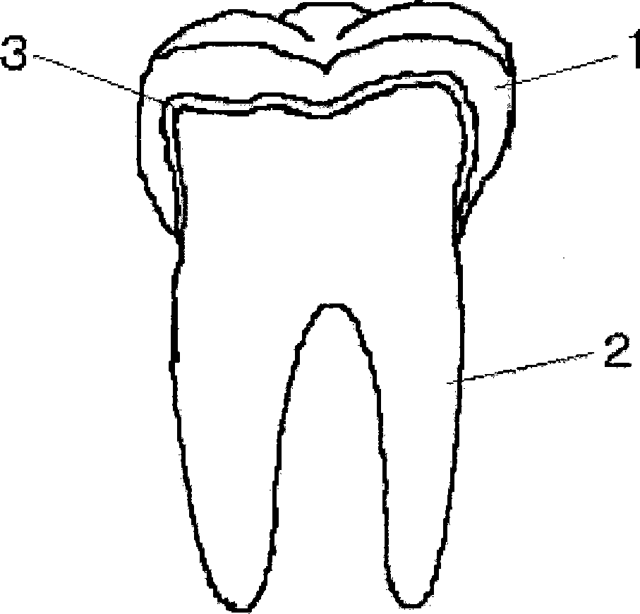 Tooth for dental arch model and method of producing the same