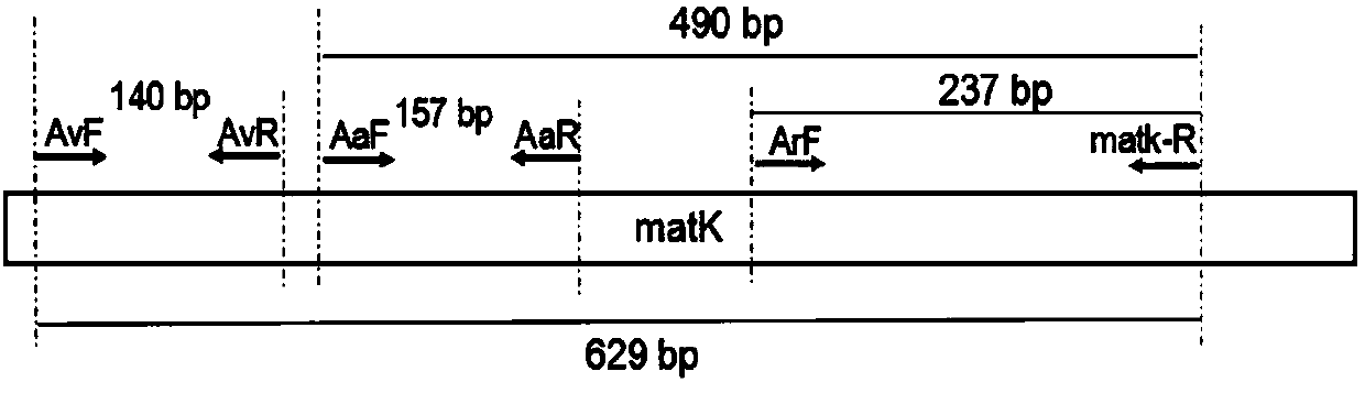 Molecular specific marker primer for identifying amaranthus viridis and two common adulterants and method thereof