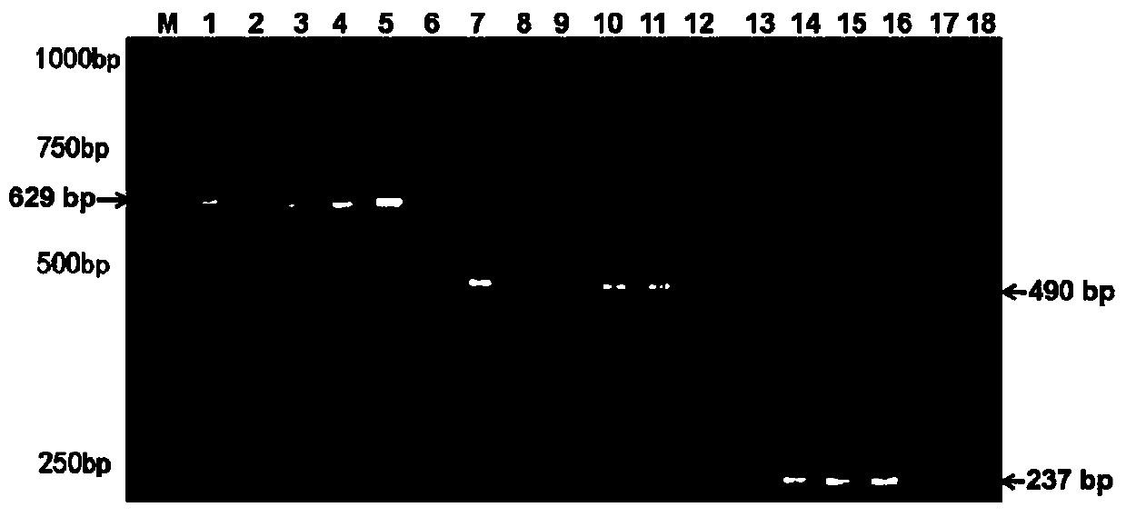 Molecular specific marker primer for identifying amaranthus viridis and two common adulterants and method thereof