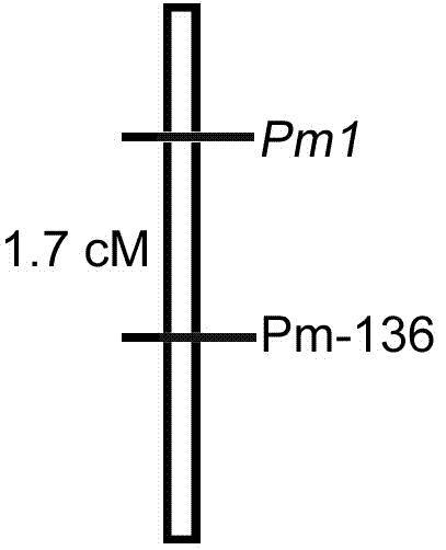 Linked molecular marker for powdery mildew resistant gene pm1 of cucurbita pepo L. and application of linked molecular marker