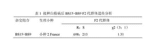 Linked molecular marker for powdery mildew resistant gene pm1 of cucurbita pepo L. and application of linked molecular marker