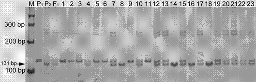 Linked molecular marker for powdery mildew resistant gene pm1 of cucurbita pepo L. and application of linked molecular marker