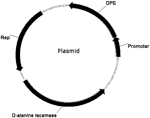 Construction method of recombinant Bacillus subtilis expressing d-psicose 3-epimerase based on d-alanine-deficient selection marker