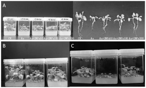 Novel material and method for promoting plant growth and arsenic-absorbing accumulation