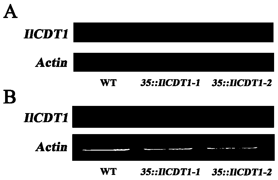 Iris ensata thumb cysteine-rich protein gene IlCDT1 as well as plant expression vector and construction method thereof