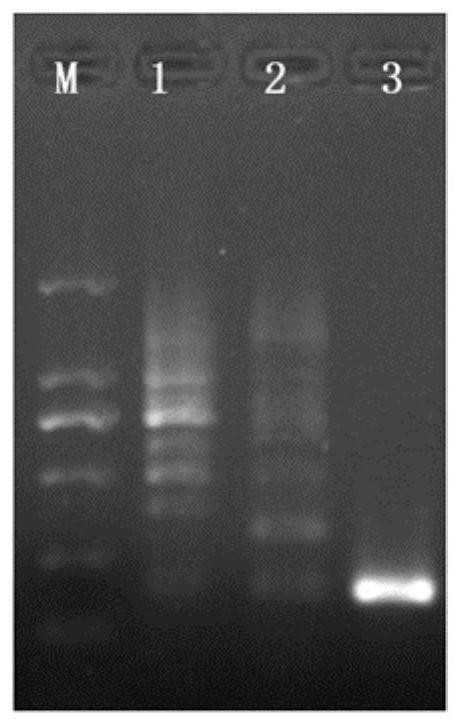 CPA detection primer, detection kit and detection method for salmonella