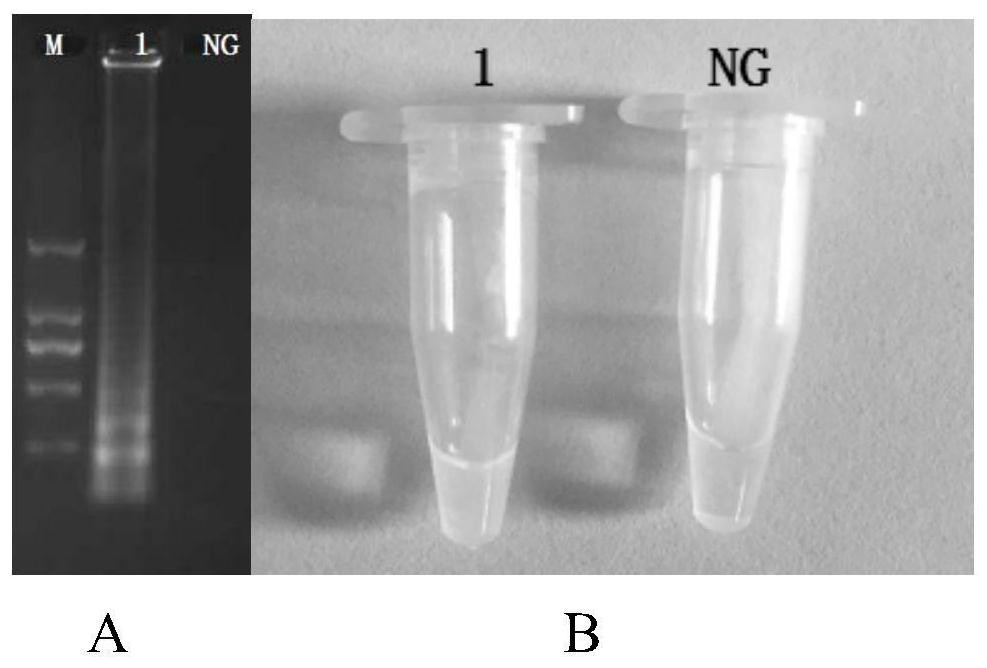 CPA detection primer, detection kit and detection method for salmonella