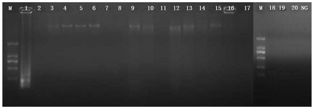 CPA detection primer, detection kit and detection method for salmonella