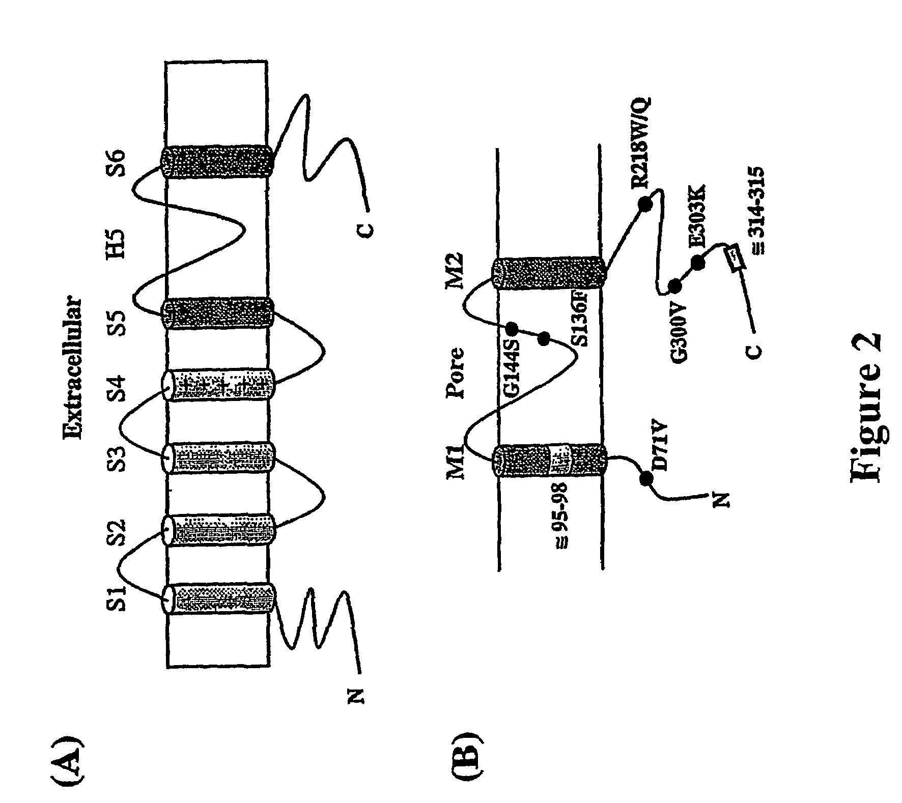 Methods for assessing risk for cardiac dysrythmia in a human subject