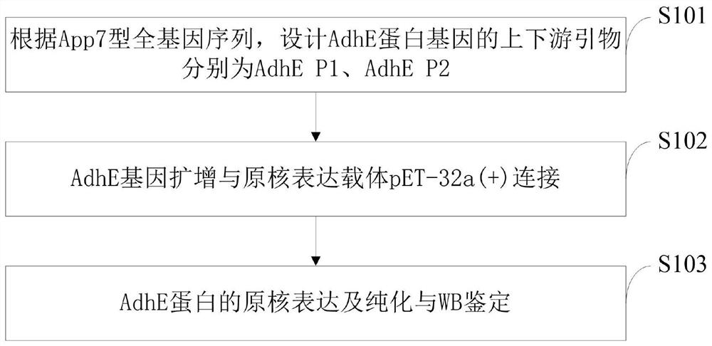 Actinobacillus pleuropneumoniae gene, and prokaryotic expression and application of protein