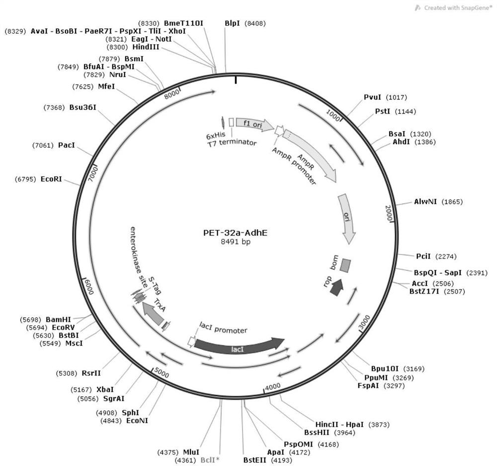 Actinobacillus pleuropneumoniae gene, and prokaryotic expression and application of protein