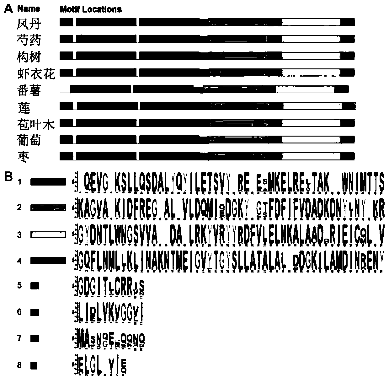 Paeonia ostii PoCCoAOMT gene cDNA full-length sequence and application thereof in drought resistance of plants