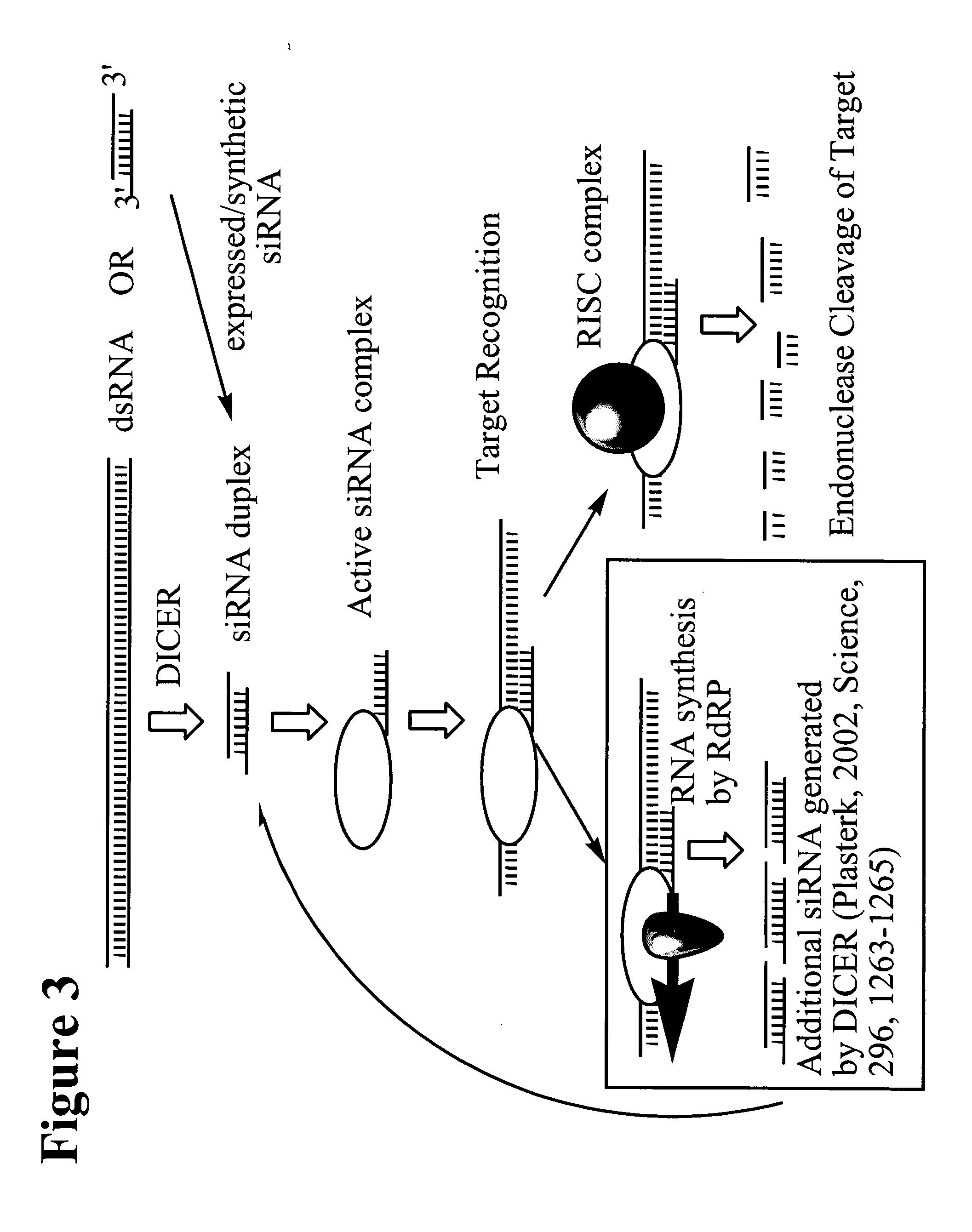 RNA interference mediated inhibition of 11 beta-hydroxysteroid dehydrogenase-1 (11 beta-HSD-1) gene expression using short interfering nucleic acid siNA