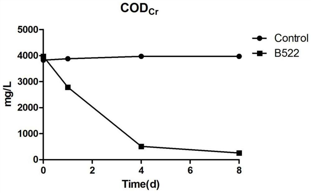 A strain of Paleobacterium intermedia b522 and its application